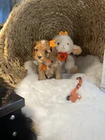 Tillie -F1 -F-, a female Cavapoo for sale in Lepanto, AR – Photo 2 of 10