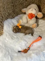 processed/1d114eef-071a-4456-8eb0-3508cff87194/listing/59b5f496-4f5c-414b-8b95-b2af303fb118/c1fe8f0c-e79a-4d3e-9434-7909031f83e1