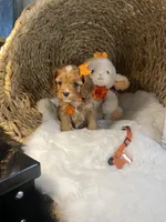 Tillie -F1 -F-, a female Cavapoo for sale in Lepanto, AR – Photo 4 of 10