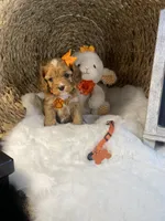 Tillie -F1 -F-, a female Cavapoo for sale in Lepanto, AR – Photo 3 of 10