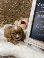 F1 Cavapoo-Oakley , a male Cavapoo for sale in Lepanto, AR – 2 of 5