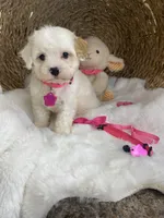 Evie , a female Cavachon for sale in Lepanto, AR – 2 of 6