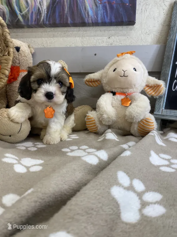 Cavapoochon- Kiki – Cavapoo puppy for sale in Lepanto, AR