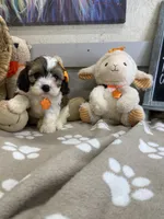 Cavapoochon- Kiki, a female Cavapoo for sale in Lepanto, AR – 1 of 7