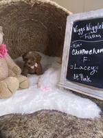 Toy Small Mini Cavapoochons - Lacey, a female Bichon Frise and Cavapoo for sale in Lepanto, AR – 1 of 4