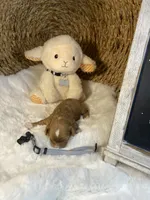 processed/1d114eef-071a-4456-8eb0-3508cff87194/listing/69c3d08b-5929-4eda-99fc-9e951c2182fd/91965745-1910-4a46-8a5e-a580737946f9