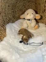 processed/1d114eef-071a-4456-8eb0-3508cff87194/listing/69c3d08b-5929-4eda-99fc-9e951c2182fd/a66e1d28-6a85-45f4-b5f5-4b572bf3ea60