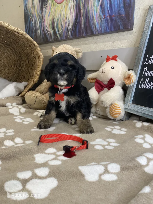 Cavapoochon -Cooper  – Cavapoo puppy for sale in Lepanto, AR