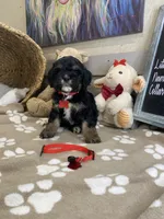 Cavapoochon -Cooper , a male Cavapoo for sale in Lepanto, AR – 1 of 5
