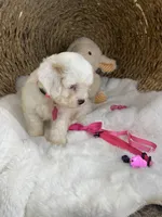 Evie , a female Cavachon for sale in Lepanto, AR – 6 of 6