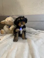 Barkley, a male Cavapoo and Cavalier King Charles Spaniel for sale in Lepanto, AR – Photo 3 of 3