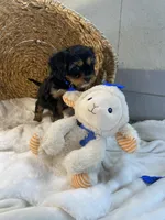 Barkley, a male Cavapoo and Cavalier King Charles Spaniel for sale in Lepanto, AR – Photo 2 of 3