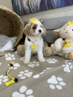 Cavapoochon -  Suki, a female Cavapoo for sale in Lepanto, AR – 2 of 8