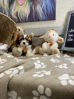 Cavapoochon- Kiki, a female Cavapoo for sale in Lepanto, AR – 3 of 7