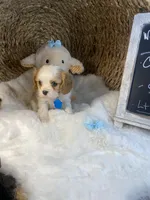 Oakley -M, a male Cavalier King Charles Spaniel for sale in Lepanto, AR – Photo 2 of 8