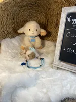 Oakley -M, a male Cavalier King Charles Spaniel for sale in Lepanto, AR – Photo 6 of 8