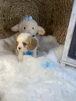 Oakley -M, a male Cavalier King Charles Spaniel for sale in Lepanto, AR – Photo 3 of 8