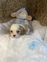 Oakley -M, a male Cavalier King Charles Spaniel for sale in Lepanto, AR – Photo 4 of 8