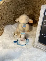 Oakley -M, a male Cavalier King Charles Spaniel for sale in Lepanto, AR – Photo 8 of 8