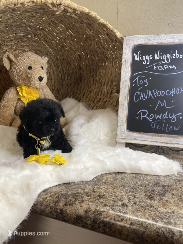 Toy Cavapoochon -Rowdy – Cavapoo puppy for sale in Lepanto, AR