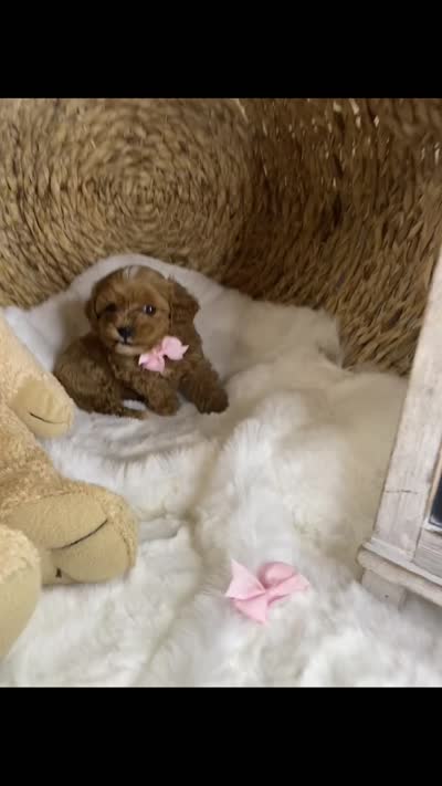 Toy Small Mini Cavapoochons - Lacey, a female Bichon Frise and Cavapoo for sale in Lepanto, AR – 3 of 4