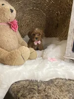 Toy Small Mini Cavapoochons - Lacey, a female Bichon Frise and Cavapoo for sale in Lepanto, AR – 4 of 4