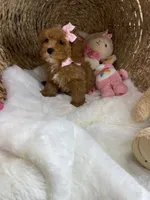 Cavapoochons - Lacey, a female Cavapoo for sale in Lepanto, AR – 5 of 6