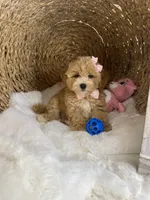 Lulu , a female Poochon for sale in Lepanto, AR – 3 of 5