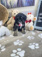 Cavapoochon -Cooper , a male Cavapoo for sale in Lepanto, AR – 2 of 5