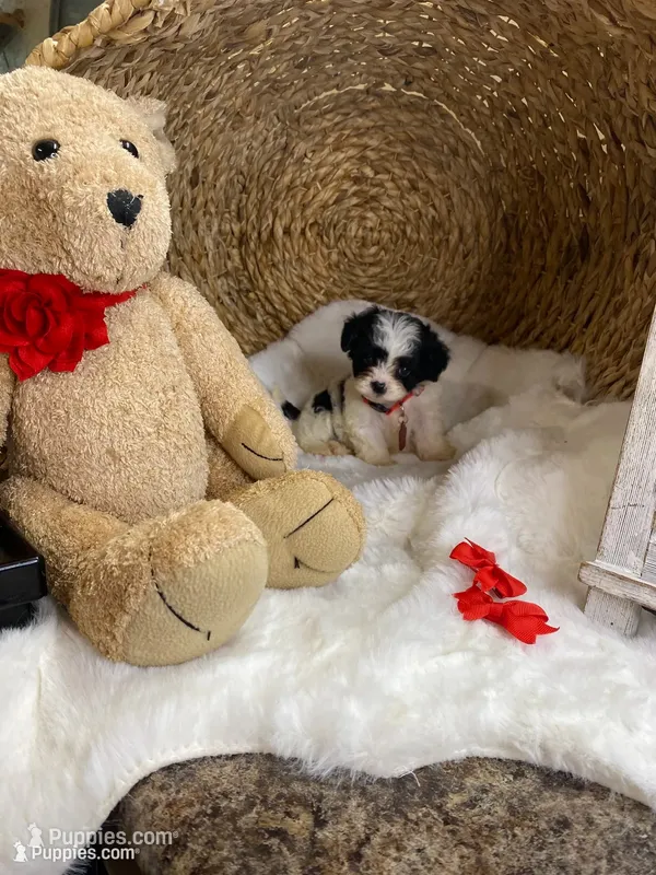 Toy Cavapoochons - Cody – Cavapoo puppy for sale in Lepanto, AR
