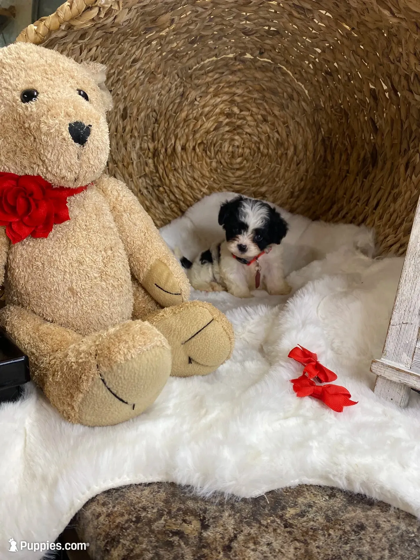 Toy Cavapoochons - Cody, a male Cavapoo for sale in Lepanto, AR – 1 of 4