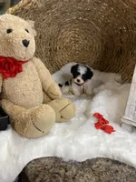 Toy Cavapoochons - Toby , a male Cavapoo for sale in Lepanto, AR – 2 of 4