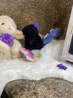 Toy Cavapoochons - Sassy , a female Bichon Frise and Cavapoo for sale in Lepanto, AR – 5 of 6