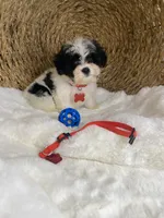 Toy Cavapoochon - Cody, a male Cavapoo for sale in Lepanto, AR – 6 of 7