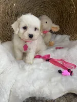 Evie , a female Cavachon for sale in Lepanto, AR – 3 of 6