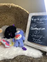 Toy Cavapoochons - Sassy , a female Bichon Frise and Cavapoo for sale in Lepanto, AR – 2 of 6