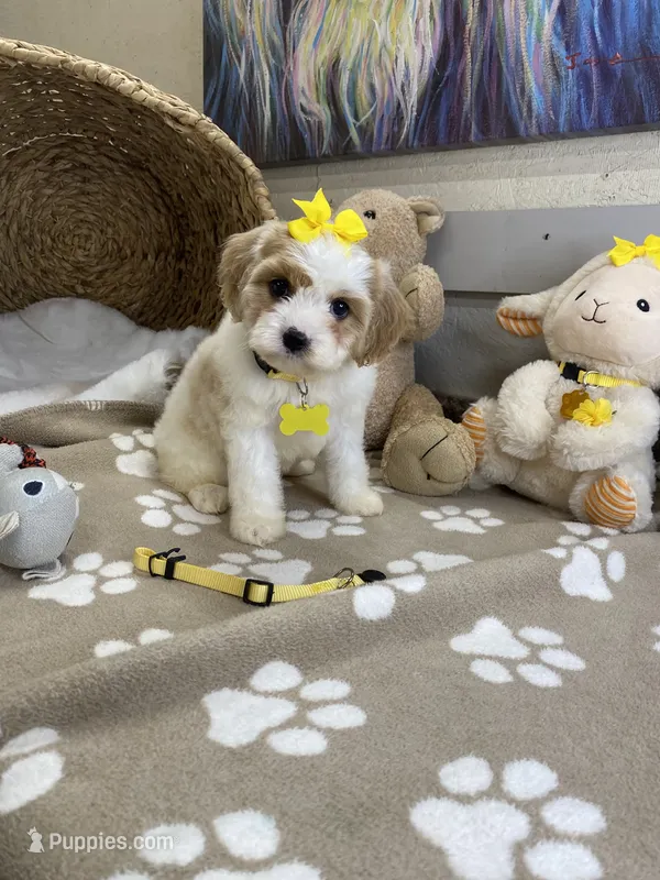Cavapoochon -  Suki – Cavapoo puppy for sale in Lepanto, AR