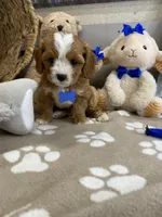 Cavapoochon-Rawlings  , a male Cavapoo for sale in Lepanto, AR – 2 of 4