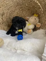 Toy Cavapoochon -Rowdy, a male Cavapoo for sale in Lepanto, AR – 7 of 10