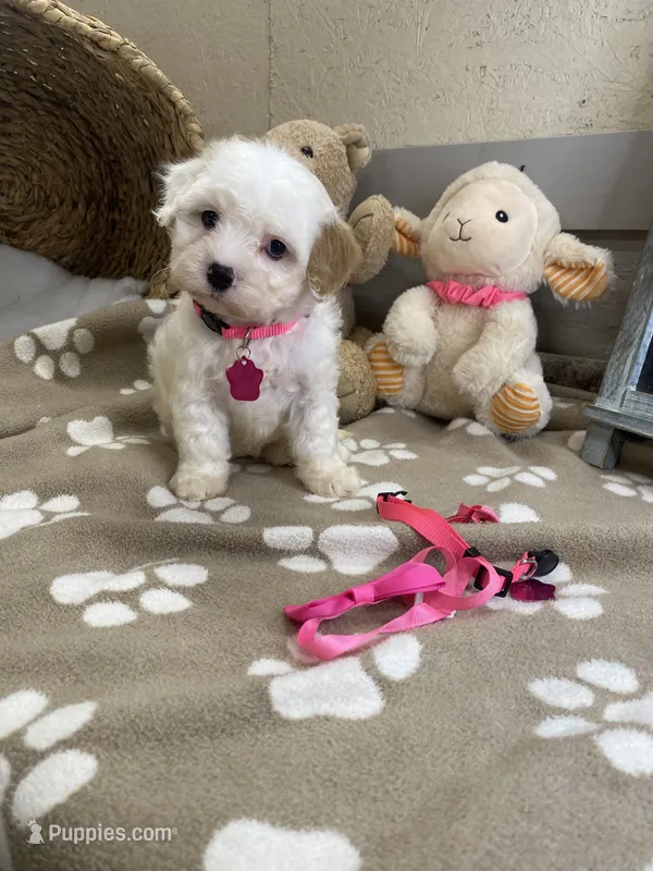 Evie  – Cavachon puppy for sale in Lepanto, AR