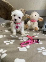 Evie , a female Cavachon for sale in Lepanto, AR – 1 of 6