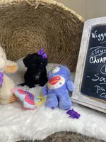 Toy Cavapoochons - Sassy , a female Bichon Frise and Cavapoo for sale in Lepanto, AR – 1 of 6