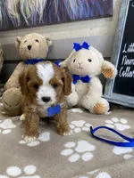 Cavapoochon-Rawlings  , a male Cavapoo for sale in Lepanto, AR – 4 of 4
