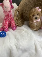 Lulu , a female Poochon for sale in Lepanto, AR – 2 of 5