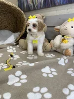Cavapoochon -  Suki, a female Cavapoo for sale in Lepanto, AR – 3 of 8
