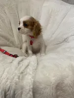 Bentley, a male Cavalier King Charles Spaniel for sale in Lepanto, AR – Photo 3 of 3