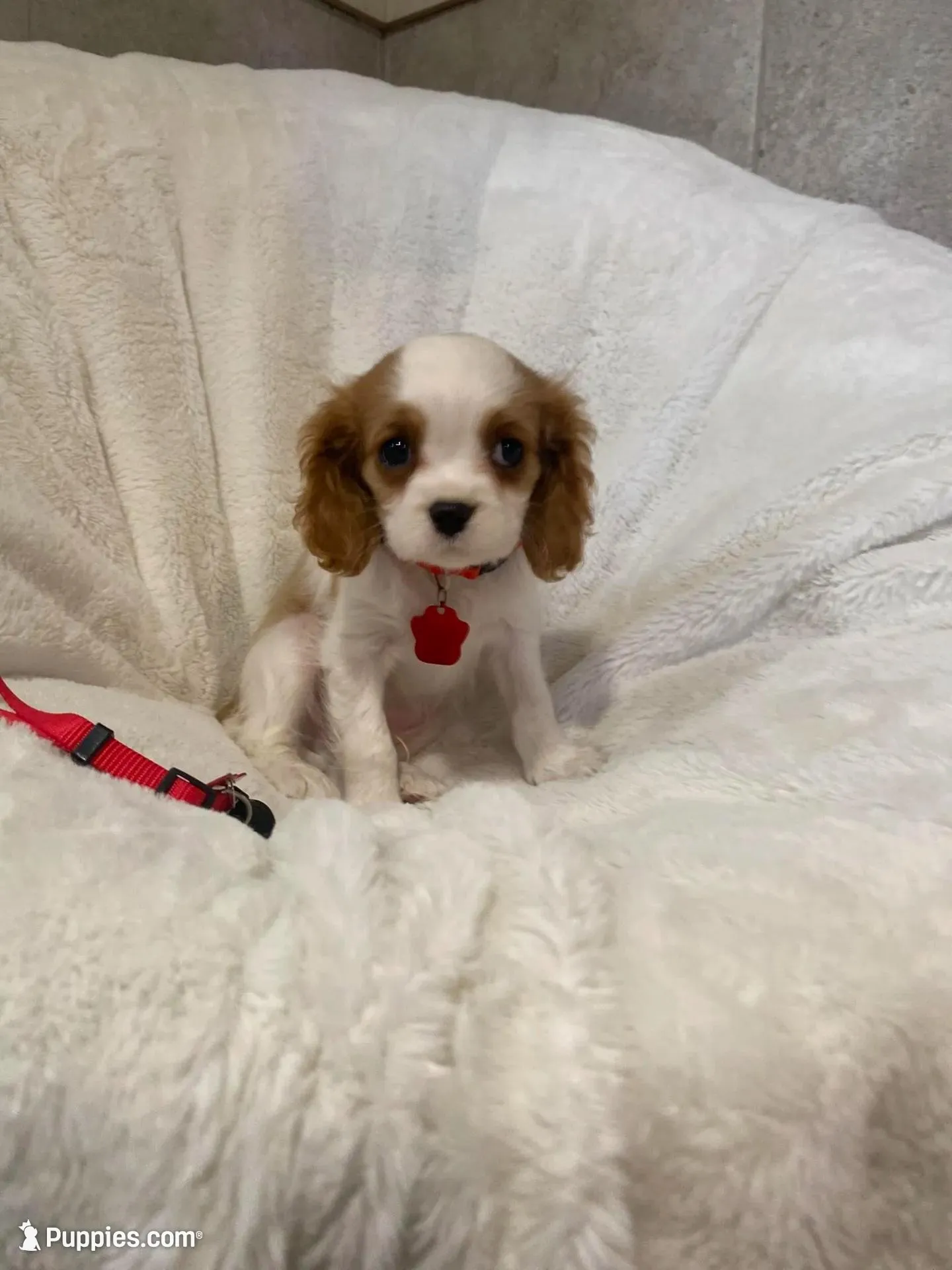 Bentley – Cavalier King Charles Spaniel puppy for sale in Lepanto, AR