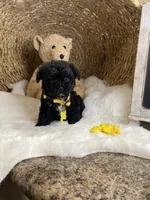 Toy Cavapoochon -Rowdy, a male Cavapoo for sale in Lepanto, AR – 4 of 4