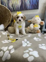 Cavapoochon -  Suki, a female Cavapoo for sale in Lepanto, AR – 5 of 8