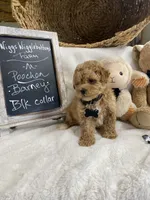 Barney F1, a male Poodle - Toy  and Poochon for sale in Lepanto, AR – 3 of 3